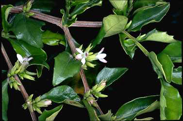 APII jpeg image of Graptophyllum spinigerum  © contact APII