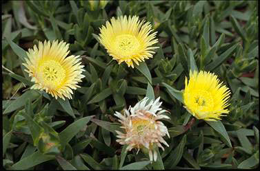 APII jpeg image of Carpobrotus tomentosa  © contact APII