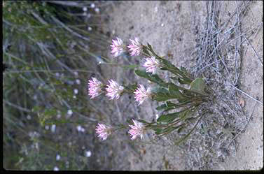 APII jpeg image of Ptilotus  © contact APII