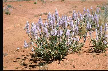 APII jpeg image of Ptilotus nobilis subsp. nobilis  © contact APII