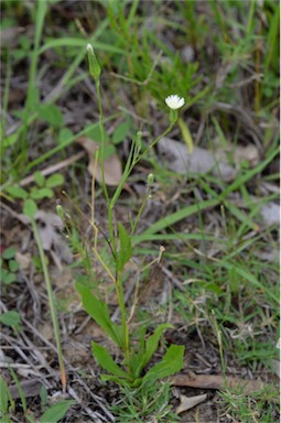 APII jpeg image of Hypochaeris albiflora  © contact APII