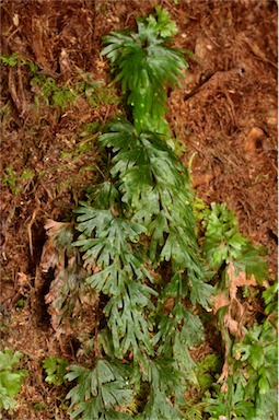 APII jpeg image of Hymenophyllum flabellatum  © contact APII