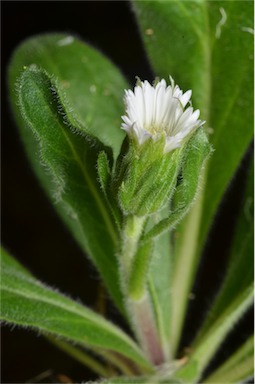 APII jpeg image of Erigeron bellidioides  © contact APII