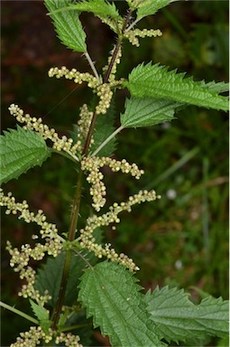 APII jpeg image of Urtica incisa  © contact APII