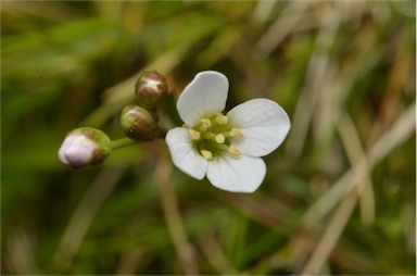 APII jpeg image of Cardamine astoniae  © contact APII