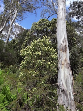 APII jpeg image of Callistemon pallidus  © contact APII