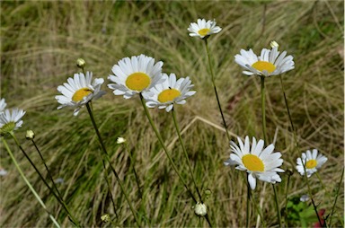 APII jpeg image of Leucanthemum vulgare  © contact APII