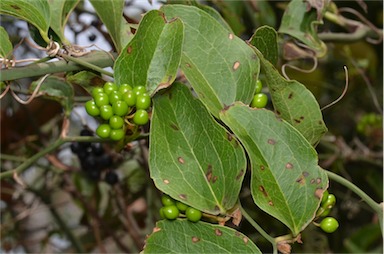 APII jpeg image of Smilax australis  © contact APII