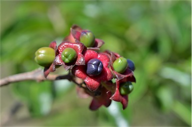 APII jpeg image of Clerodendrum tomentosum  © contact APII