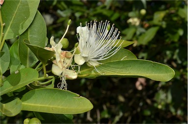 APII jpeg image of Capparis arborea  © contact APII