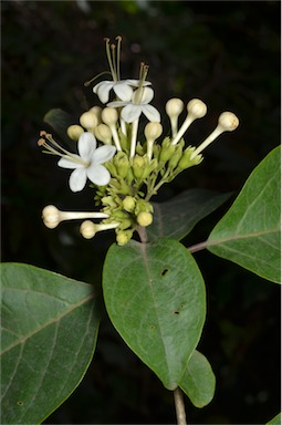 APII jpeg image of Clerodendrum floribundum var. attenuatum  © contact APII