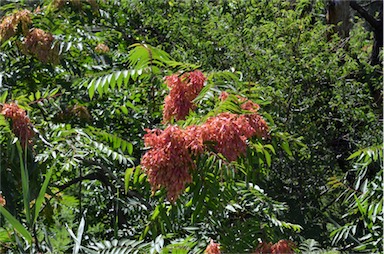 APII jpeg image of Ailanthus altissima  © contact APII