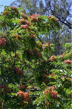 APII jpeg image of Ailanthus altissima  © contact APII