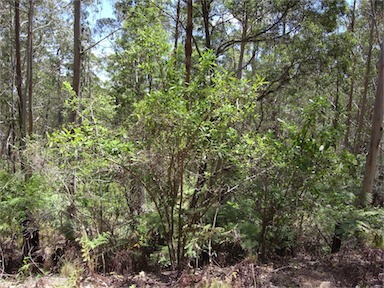 APII jpeg image of Hedycarya angustifolia  © contact APII