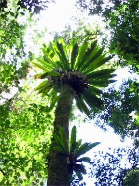 APII jpeg image of Asplenium australasicum  © contact APII