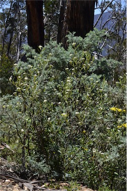 APII jpeg image of Ozothamnus stirlingii  © contact APII