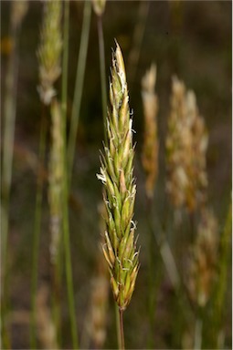 APII jpeg image of Anthoxanthum odoratum  © contact APII