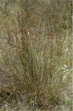 APII jpeg image of Juncus australis  © contact APII