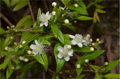 APII jpeg image of Austromyrtus dulcis 'Bush Snacks'  © contact APII