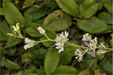 APII jpeg image of Lomatia ilicifolia  © contact APII