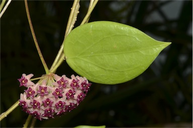 APII jpeg image of Hoya aldrichii  © contact APII