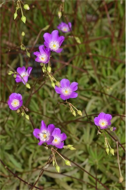 APII jpeg image of Calandrinia balonensis  © contact APII