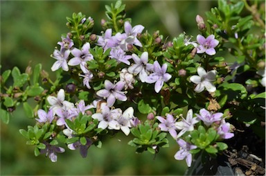 APII jpeg image of Myoporum parvifolium  © contact APII