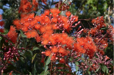 APII jpeg image of Corymbia ficifolia 'Dwarf Orange'  © contact APII