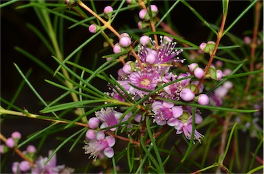 APII jpeg image of Hypocalymma angustifolium subsp. angustifolium  © contact APII