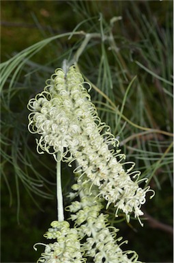 APII jpeg image of Grevillea albiflora  © contact APII