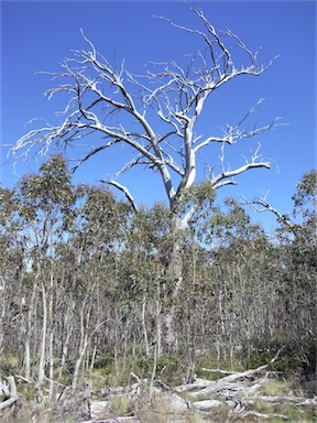 APII jpeg image of Eucalyptus pauciflora  © contact APII