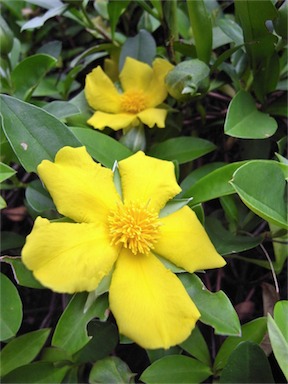 APII jpeg image of Hibbertia scandens  © contact APII