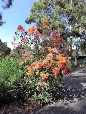 APII jpeg image of Corymbia ficifolia 'Dwarf Orange'  © contact APII