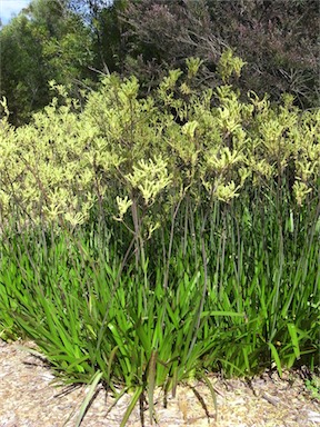 APII jpeg image of Anigozanthos flavidus  © contact APII