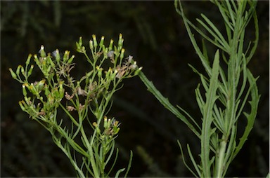 APII jpeg image of Senecio diaschides  © contact APII