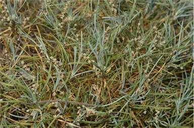 APII jpeg image of Lomandra obliqua  © contact APII