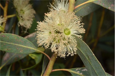 APII jpeg image of Eucalyptus ligulata subsp. stirlingica  © contact APII