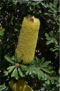 APII jpeg image of Banksia baueri  © contact APII