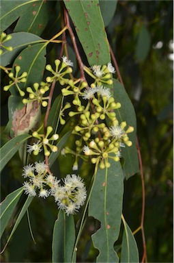 APII jpeg image of Eucalyptus racemosa  © contact APII