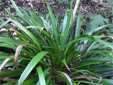 APII jpeg image of Helmholtzia acorifolia  © contact APII