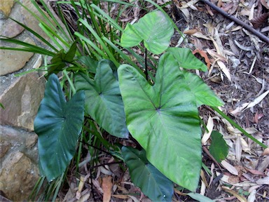 APII jpeg image of Colocasia esculenta 'Fontanesii'  © contact APII