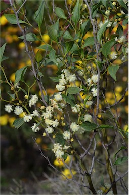 APII jpeg image of Acacia urophylla  © contact APII