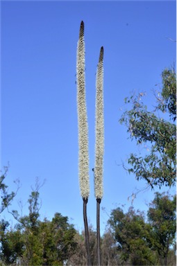 APII jpeg image of Xanthorrhoea latifolia subsp. latifolia  © contact APII