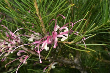 APII jpeg image of Hakea bakeriana  © contact APII