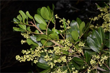 APII jpeg image of Cupaniopsis anacardioides  © contact APII