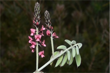 APII jpeg image of Indigofera basedowii  © contact APII