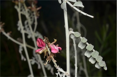 APII jpeg image of Indigofera leucotricha  © contact APII