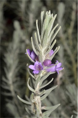 APII jpeg image of Eremophila 'Beryl's Blue'  © contact APII