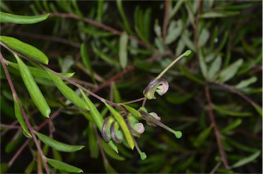 APII jpeg image of Grevillea guthrieana  © contact APII