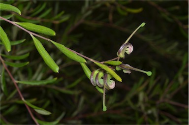 APII jpeg image of Grevillea guthrieana  © contact APII